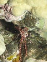 114 Marbled Shrimp Male MG 2496